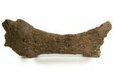 Partial Hadrosaur Pubis Bone with Beetle Borings - Montana #337541-3